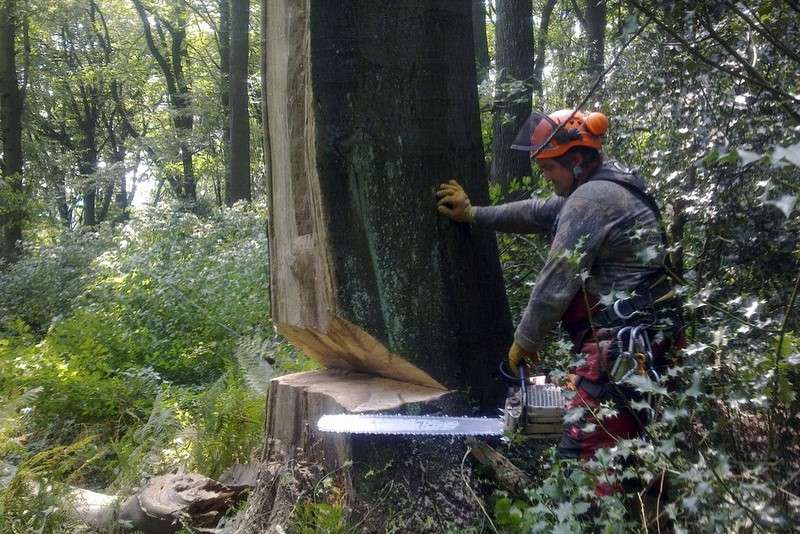 Bild einer Baumfällung